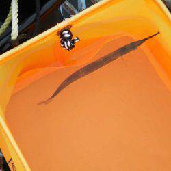 オリジナルメーカー海づり公園(市原市海づり施設) 釣果