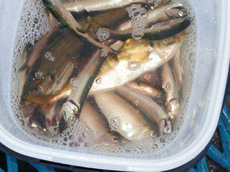 オリジナルメーカー海づり公園(市原市海づり施設) 釣果