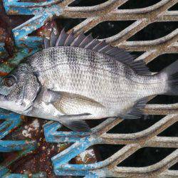 オリジナルメーカー海づり公園(市原市海づり施設) 釣果