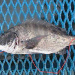 オリジナルメーカー海づり公園(市原市海づり施設) 釣果