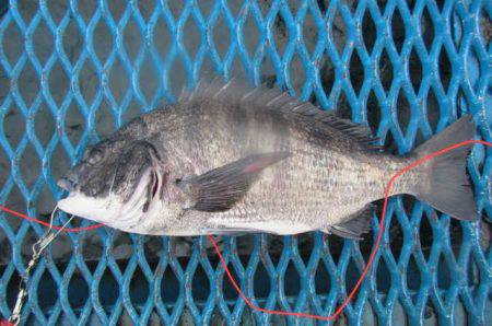 オリジナルメーカー海づり公園(市原市海づり…