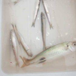 オリジナルメーカー海づり公園(市原市海づり施設) 釣果