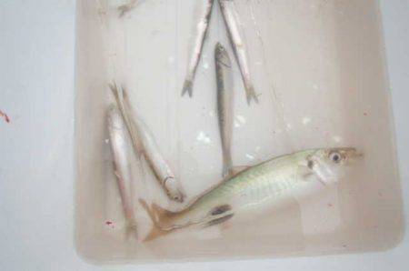 オリジナルメーカー海づり公園(市原市海づり施設) 釣果