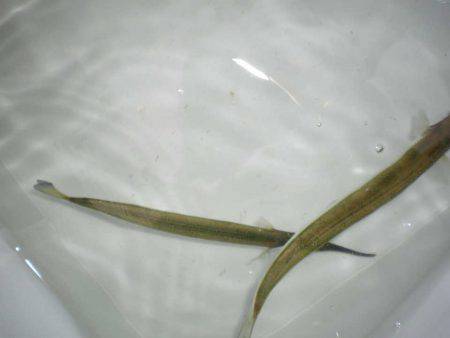 オリジナルメーカー海づり公園(市原市海づり施設) 釣果