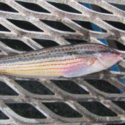 オリジナルメーカー海づり公園(市原市海づり施設) 釣果