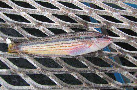 オリジナルメーカー海づり公園(市原市海づり施設) 釣果