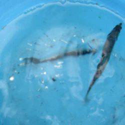 オリジナルメーカー海づり公園(市原市海づり施設) 釣果