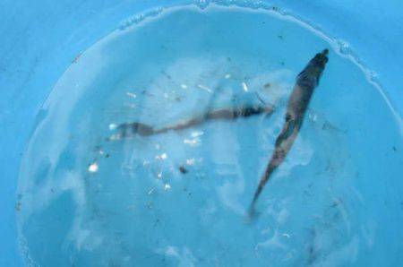 オリジナルメーカー海づり公園(市原市海づり施設) 釣果