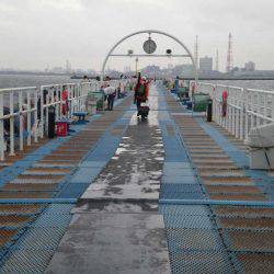 オリジナルメーカー海づり公園(市原市海づり施設) 釣果