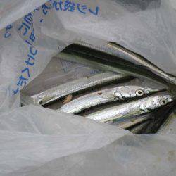 オリジナルメーカー海づり公園(市原市海づり施設) 釣果