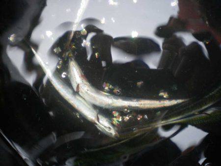 オリジナルメーカー海づり公園(市原市海づり施設) 釣果