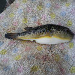 オリジナルメーカー海づり公園(市原市海づり施設) 釣果