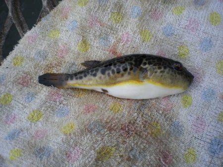 オリジナルメーカー海づり公園(市原市海づり施設) 釣果