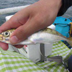 オリジナルメーカー海づり公園(市原市海づり施設) 釣果