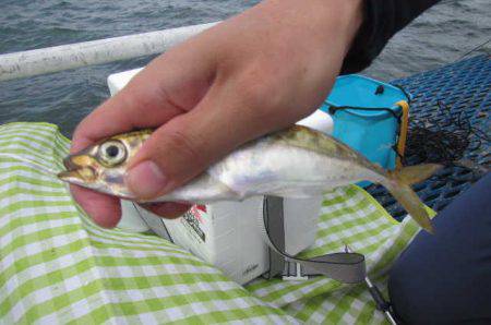 オリジナルメーカー海づり公園(市原市海づり施設) 釣果