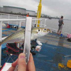 オリジナルメーカー海づり公園(市原市海づり施設) 釣果