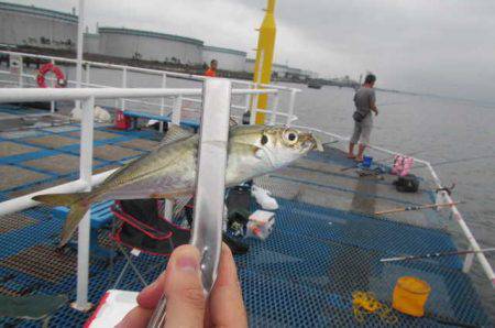 オリジナルメーカー海づり公園(市原市海づり施設) 釣果