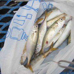 オリジナルメーカー海づり公園(市原市海づり施設) 釣果