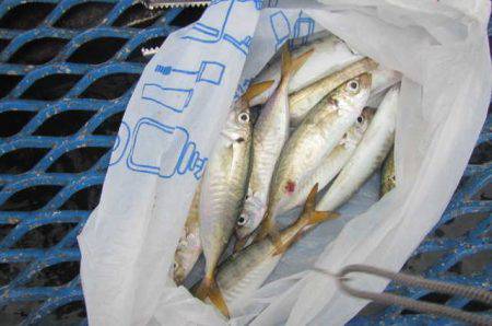 オリジナルメーカー海づり公園(市原市海づり…