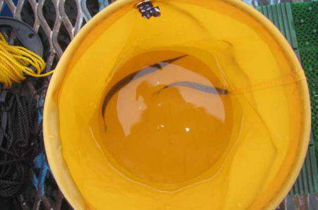 オリジナルメーカー海づり公園(市原市海づり施設) 釣果