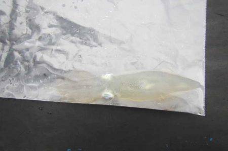 オリジナルメーカー海づり公園(市原市海づり施設) 釣果