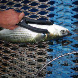 オリジナルメーカー海づり公園(市原市海づり施設) 釣果