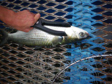 オリジナルメーカー海づり公園(市原市海づり施設) 釣果