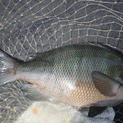 オリジナルメーカー海づり公園(市原市海づり施設) 釣果