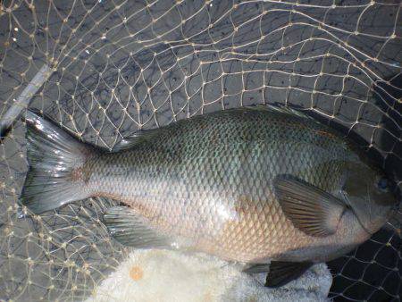 オリジナルメーカー海づり公園(市原市海づり施設) 釣果