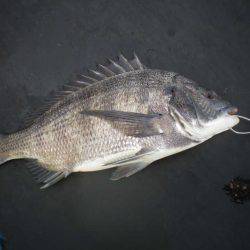 オリジナルメーカー海づり公園(市原市海づり施設) 釣果