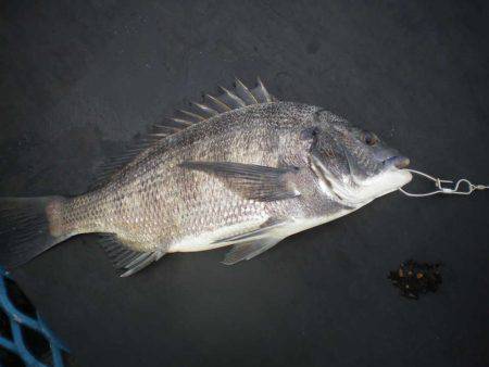 オリジナルメーカー海づり公園(市原市海づり…