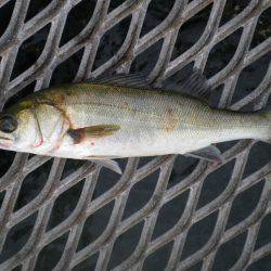 オリジナルメーカー海づり公園(市原市海づり施設) 釣果