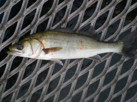オリジナルメーカー海づり公園(市原市海づり施設) 釣果