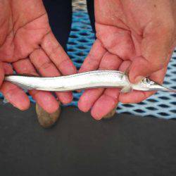 オリジナルメーカー海づり公園(市原市海づり施設) 釣果