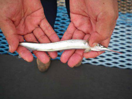 オリジナルメーカー海づり公園(市原市海づり施設) 釣果