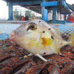 オリジナルメーカー海づり公園(市原市海づり施設) 釣果