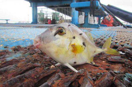オリジナルメーカー海づり公園(市原市海づり施設) 釣果