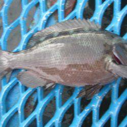 オリジナルメーカー海づり公園(市原市海づり施設) 釣果