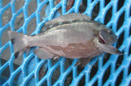 オリジナルメーカー海づり公園(市原市海づり施設) 釣果