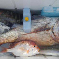 遊漁船 新鋭丸 釣果