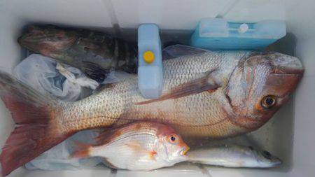 遊漁船 新鋭丸 釣果