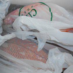 こうゆう丸 釣果