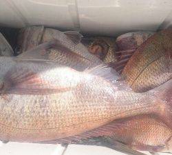 IDATEN(イダテン) 釣果