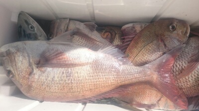 IDATEN(イダテン) 釣果