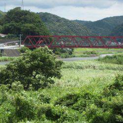 狩野川(狩野川漁業協同組合) 釣果