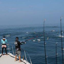 へいみつ丸 釣果