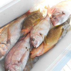 こうゆう丸 釣果