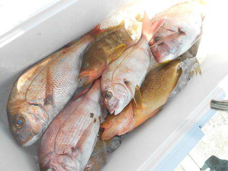 こうゆう丸 釣果