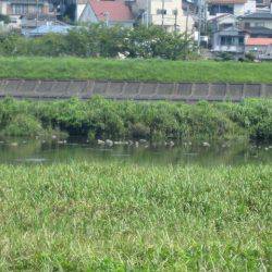 狩野川(狩野川漁業協同組合) 釣果