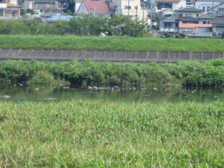 狩野川（狩野川漁業協同組合） 釣果